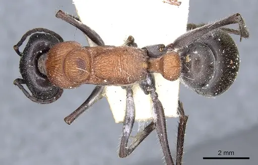 Myrmecia ludlowi specimen