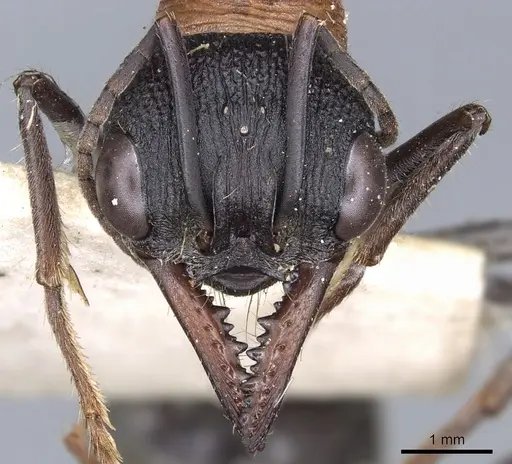 Myrmecia ludlowi specimen
