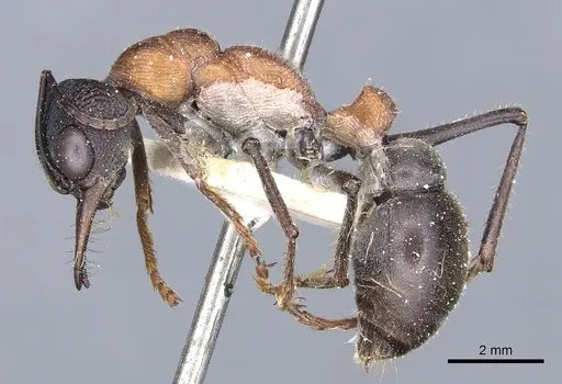 Myrmecia ludlowi specimen