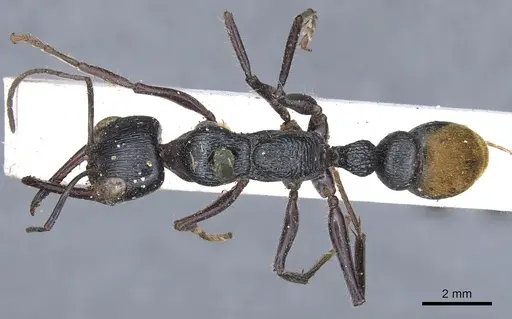 Myrmecia mandibularis specimen