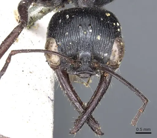 Myrmecia mandibularis specimen