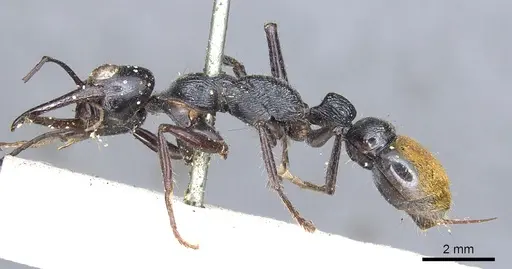 Myrmecia mandibularis specimen