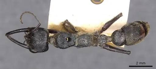 Myrmecia mandibularis - CASENT0907099