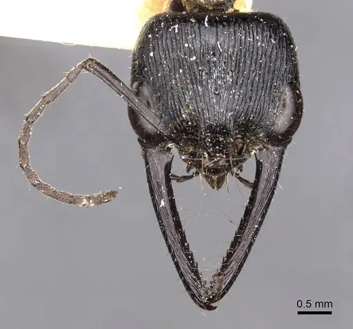 Myrmecia mandibularis - CASENT0907099