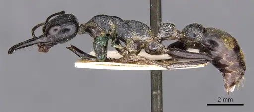 Myrmecia mandibularis - CASENT0907099