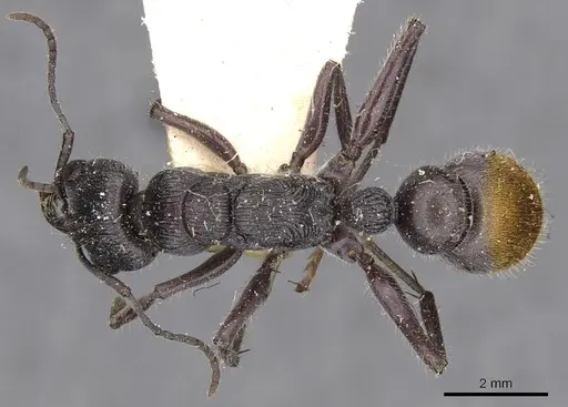 Myrmecia michaelseni specimen