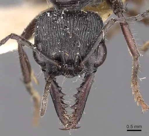 Myrmecia michaelseni specimen
