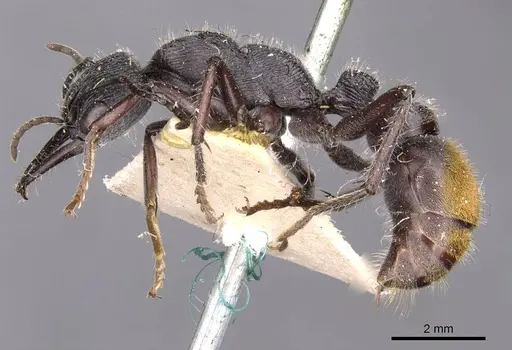 Myrmecia michaelseni specimen