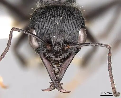 Myrmecia michaelseni - CASENT0914307