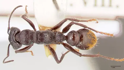 Myrmecia michaelseni - FOCOL0821