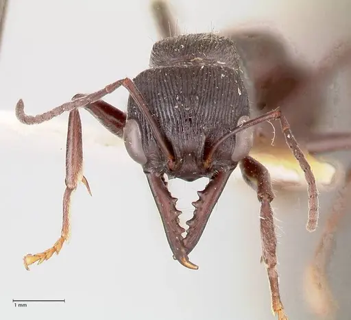 Myrmecia michaelseni - FOCOL0821