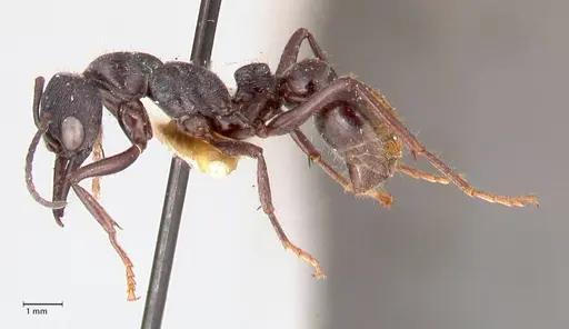 Myrmecia michaelseni - FOCOL0821