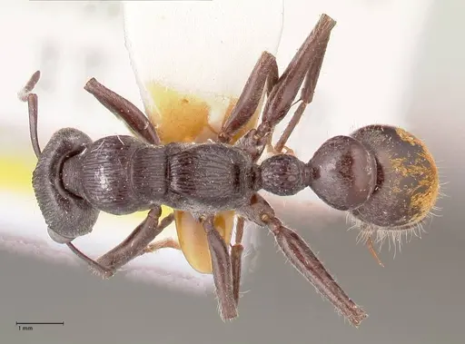 Myrmecia michaelseni - FOCOL0822