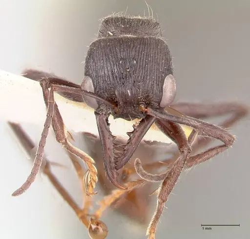 Myrmecia michaelseni - FOCOL0822