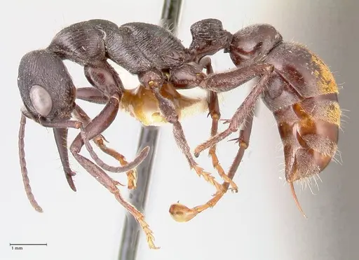 Myrmecia michaelseni - FOCOL0822