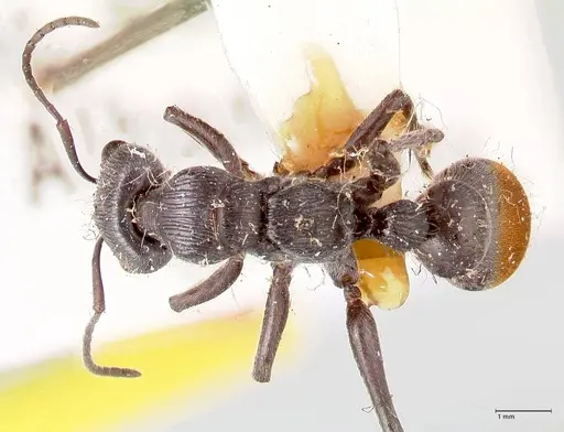 Myrmecia michaelseni - FOCOL0823