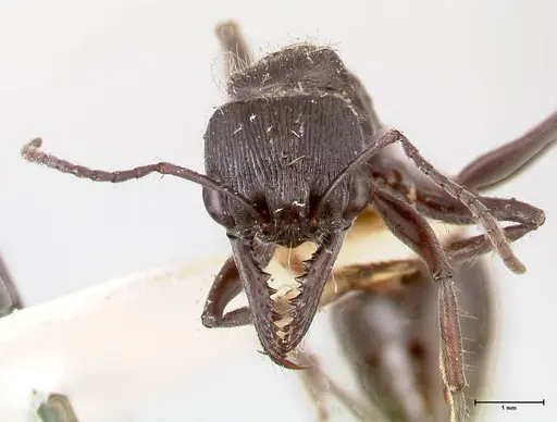 Myrmecia michaelseni - FOCOL0823