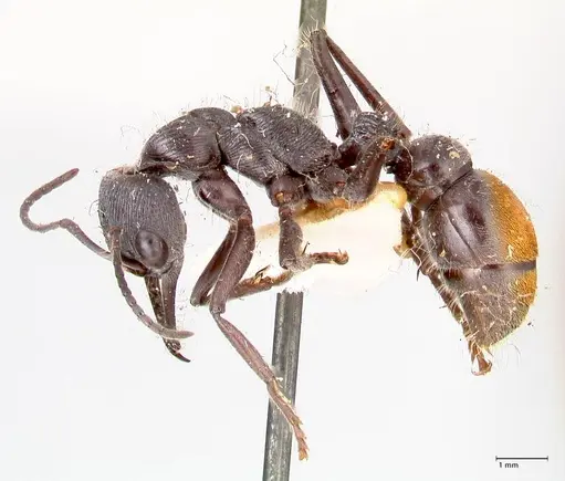 Myrmecia michaelseni - FOCOL0823