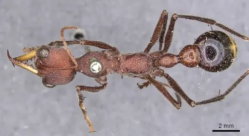 Myrmecia minuscula specimen