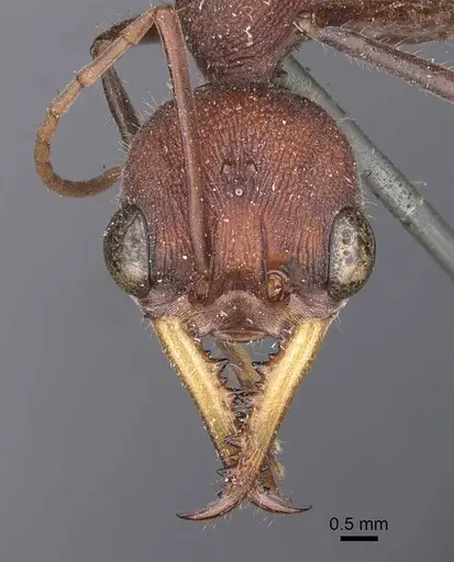 Myrmecia minuscula specimen