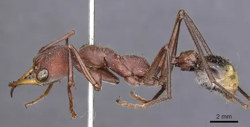 Myrmecia minuscula specimen
