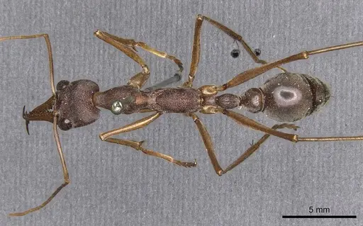 Myrmecia mjobergi specimen