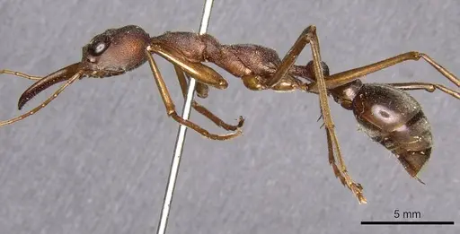 Myrmecia mjobergi specimen