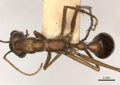 Myrmecia nigriceps specimen