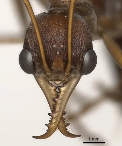 Myrmecia nigriceps specimen