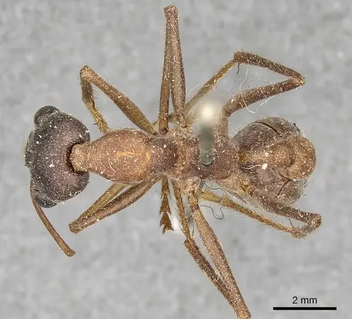 Myrmecia nigriceps - CASENT0915833