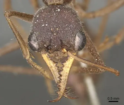 Myrmecia nigriceps - CASENT0915833