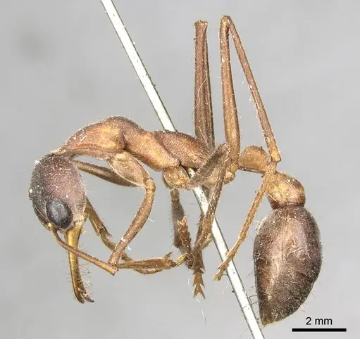 Myrmecia nigriceps - CASENT0915833