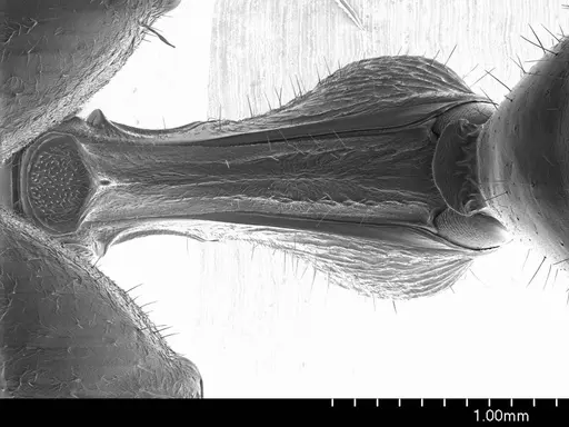 Myrmecia nigriscapa specimen