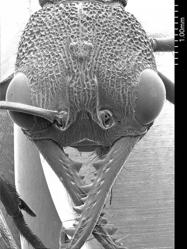 Myrmecia nigriscapa specimen