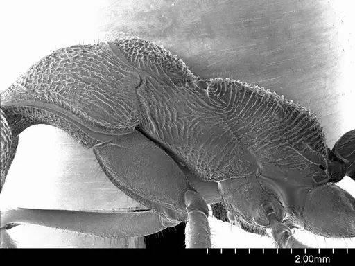 Myrmecia nigriscapa specimen