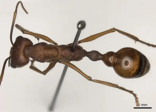 Myrmecia nigriscapa - CASENT0217499