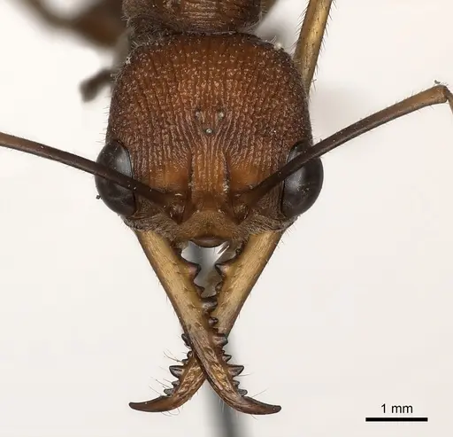 Myrmecia nigriscapa - CASENT0217499