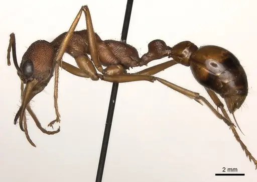 Myrmecia nigriscapa - CASENT0217499