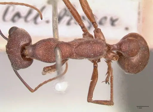 Myrmecia nigriscapa - FOCOL0814