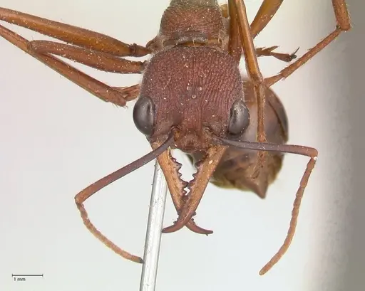 Myrmecia nigriscapa - FOCOL0814