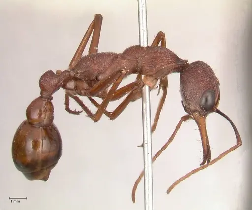 Myrmecia nigriscapa - FOCOL0814