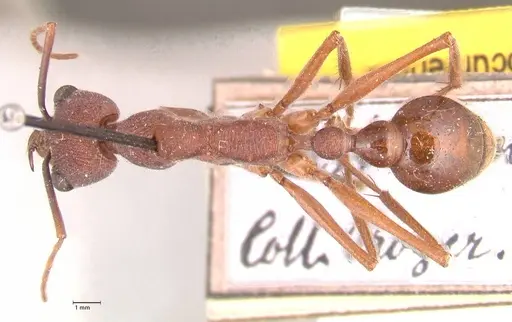 Myrmecia nigriscapa - FOCOL0815