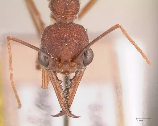 Myrmecia nigriscapa - FOCOL0815