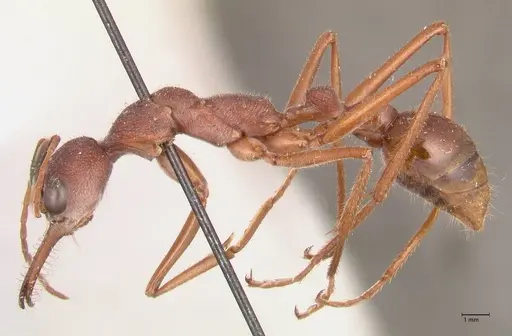 Myrmecia nigriscapa - FOCOL0815