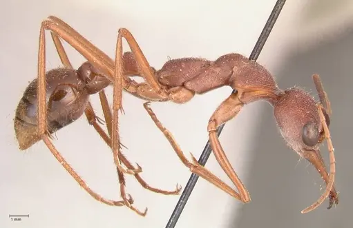 Myrmecia nigriscapa - FOCOL0815
