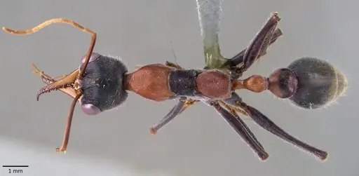Myrmecia nigrocincta specimen