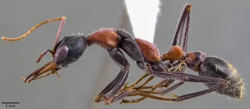 Myrmecia nigrocincta specimen