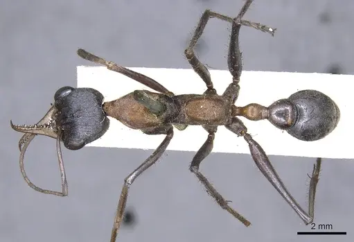 Myrmecia nigrocincta - CASENT0902805
