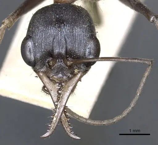 Myrmecia nigrocincta - CASENT0902805