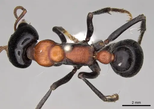 Myrmecia nobilis specimen